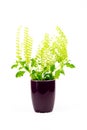 Holy basil, Ocimum tenuiflorum, commonly known as tulasi or tulsi isolated on white background.