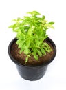 Holy basil Ocimum tenuiflorum L. In a black pot and with a white background Royalty Free Stock Photo