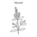 Holy Basil Ocimum tenuiflorum , or tulasi Royalty Free Stock Photo