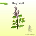 Holy Basil Ocimum tenuiflorum , or tulasi