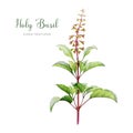 Holy basil organic plant watercolor illustration. Hand drawn tulsi ayurveda herb painted image. Holy basil adaptogenic