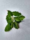 Holy basil Royalty Free Stock Photo