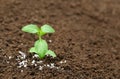 Holy basil plant in fertile soil with chemical fertilizer Royalty Free Stock Photo