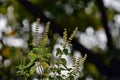 Holy Basil Plant with flowers