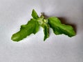 Holy basil Royalty Free Stock Photo
