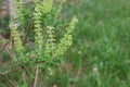 Holy basil is a plant that is native to India. It is commonly used in the traditional Indian medicine system, Ayurveda.