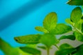 Holy Basil plant or tulsi on low angel.Scientific name Ocimum tenuiflorum.Commonly known as holy basil or tulsi, . Basil leaf Royalty Free Stock Photo