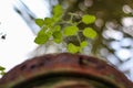 Holy Basil plant or tulsi - Scientific name Ocimum tenuiflorum . commonly known as holy basil or tulsi,It is native to the Indian Royalty Free Stock Photo