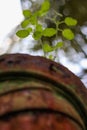 Holy Basil plant or tulsi - Scientific name Ocimum tenuiflorum . commonly known as holy basil or tulsi,It is native to the Indian Royalty Free Stock Photo