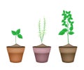 Holy Basil Plants in Ceramic Flower Pots