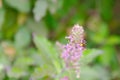 Holy Basil plat flowers with a bee sitting on it captured in macro Royalty Free Stock Photo