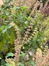 Holy basil, Sacred basil. Thai basil , Ocimum sanctum ,Green leaves and small flowers of Ocimum tenuiflorum Royalty Free Stock Photo