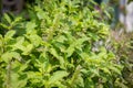Holy basil, Sacred basil. Thai basil , Ocimum sanctum L ,Green leaves and small flowers of Ocimum tenuiflorum or Ocimum sanctum Royalty Free Stock Photo