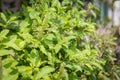 Holy basil, Sacred basil. Thai basil , Ocimum sanctum L ,Green leaves and small flowers of Ocimum tenuiflorum or Ocimum sanctum Royalty Free Stock Photo