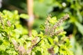 Holy basil, Sacred basil. Thai basil , Ocimum sanctum L ,Green leaves and small flowers of Ocimum tenuiflorum or Ocimum sanctum Royalty Free Stock Photo