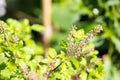 Holy basil, Sacred basil. Thai basil , Ocimum sanctum L ,Green leaves and small flowers of Ocimum tenuiflorum or Ocimum sanctum Royalty Free Stock Photo