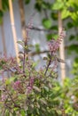 Holy basil, Sacred basil. Thai basil , Ocimum sanctum L ,Green leaves and small flowers of Ocimum tenuiflorum or Ocimum sanctum Royalty Free Stock Photo