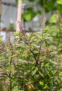 Holy basil, Sacred basil. Thai basil , Ocimum sanctum L ,Green leaves and small flowers of Ocimum tenuiflorum or Ocimum sanctum Royalty Free Stock Photo