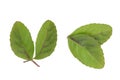 Holy basil or sacred basil leaves isolated on white background with clipping path. top view,flat lay