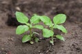 Holy basil small plant on brownish soil