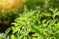 Holy basil - sweet basil plant tree leaves fresh green holy basil leaf on tree in the garden herb Royalty Free Stock Photo