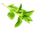 Holy Basil or thulasi leaves Royalty Free Stock Photo