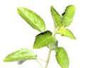 Holy Basil or thulasi leaves Royalty Free Stock Photo