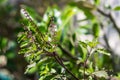 Holy basil tree