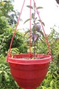 holy basil tree on hanging pot in farm