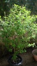 Holy basil tree