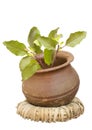 Holy basil tulasi in clay pot isolated Royalty Free Stock Photo