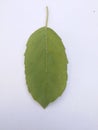 Holy basil /tulasi leafs. Isolated on white background.