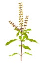 Holy Basil or Tulsi isolated with clipping path Royalty Free Stock Photo