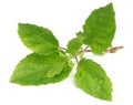 Holy basil or tulsi leaves Royalty Free Stock Photo