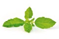 Holy basil or tulsi leaves Royalty Free Stock Photo