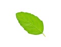 Holy basil or tulsi leaves isolated over white background Royalty Free Stock Photo