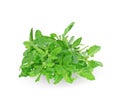 Holy basil or tulsi leaves isolated over white background Royalty Free Stock Photo