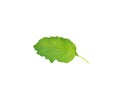 Holy basil or tulsi leaves isolated over white background Royalty Free Stock Photo