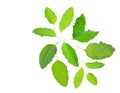 Holy basil or tulsi leaves isolated over white background Royalty Free Stock Photo