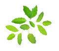 Holy basil or tulsi leaves isolated over white background Royalty Free Stock Photo