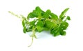 Holy basil or tulsi leaves isolated over white background Royalty Free Stock Photo