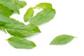 Holy basil or tulsi leaves isolated over white background Royalty Free Stock Photo