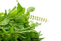 Holy basil or tulsi leaves isolated over white background Royalty Free Stock Photo