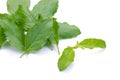 Holy basil or tulsi leaves isolated over white background Royalty Free Stock Photo