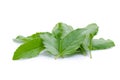 Holy basil or tulsi leaves isolated over white background Royalty Free Stock Photo