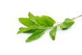 Holy basil or tulsi leaves isolated over white background Royalty Free Stock Photo