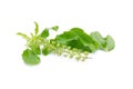 Holy basil or tulsi leaves isolated over white background Royalty Free Stock Photo