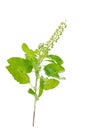 Holy basil or tulsi leaves isolated over white background Royalty Free Stock Photo