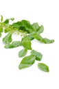 Holy basil or tulsi leaves isolated over white background Royalty Free Stock Photo