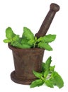 Holy basil or tulsi leaves in a vintage mortar Royalty Free Stock Photo